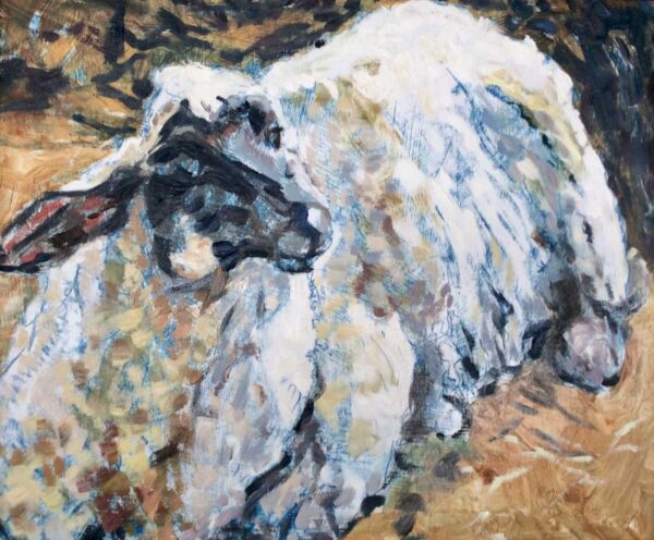Oil painting of sheep by Dennis Teakle